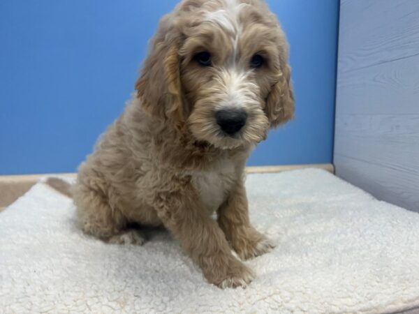 [#22174] Apricot, White Markings Male Goldendoodle Puppies for Sale