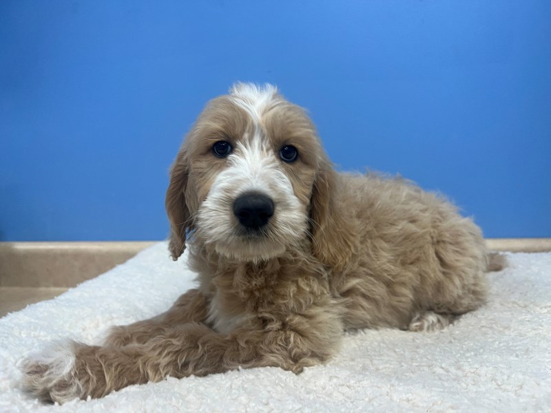 Dogs & Puppies for Sale Petland Batavia Pet Store Illinois