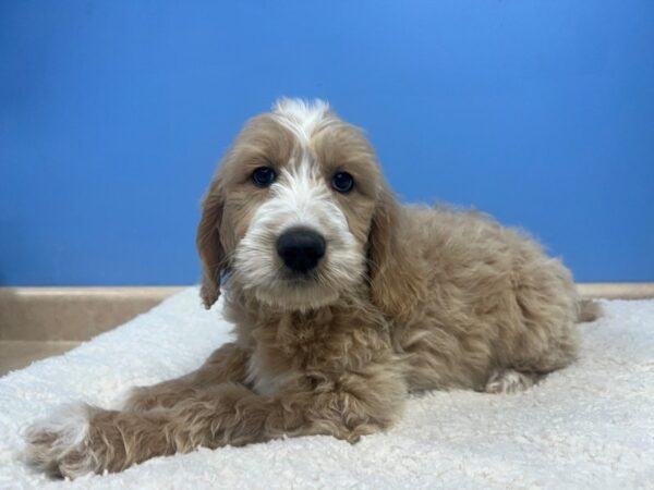 [#22175] Apricot, White Markings Female Goldendoodle Puppies for Sale