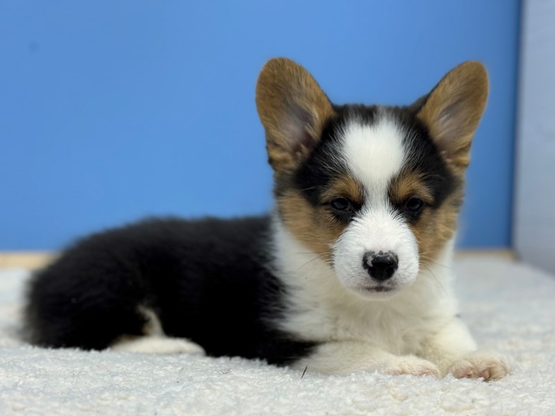 Dogs & Puppies for Sale Petland Batavia Pet Store Illinois