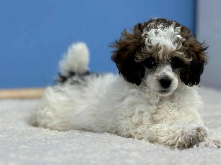 Dogs & Puppies for Sale Petland Batavia Pet Store Illinois