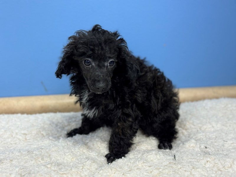Dogs & Puppies for Sale Petland Batavia Pet Store Illinois