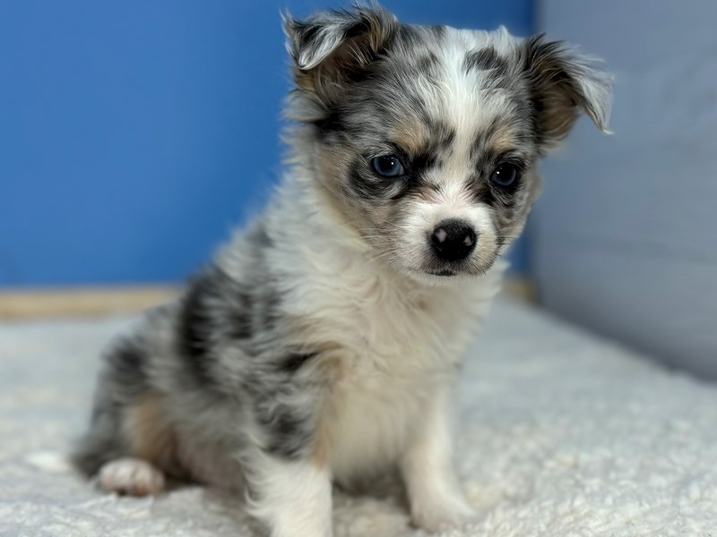 Dogs & Puppies for Sale Petland Batavia Pet Store Illinois