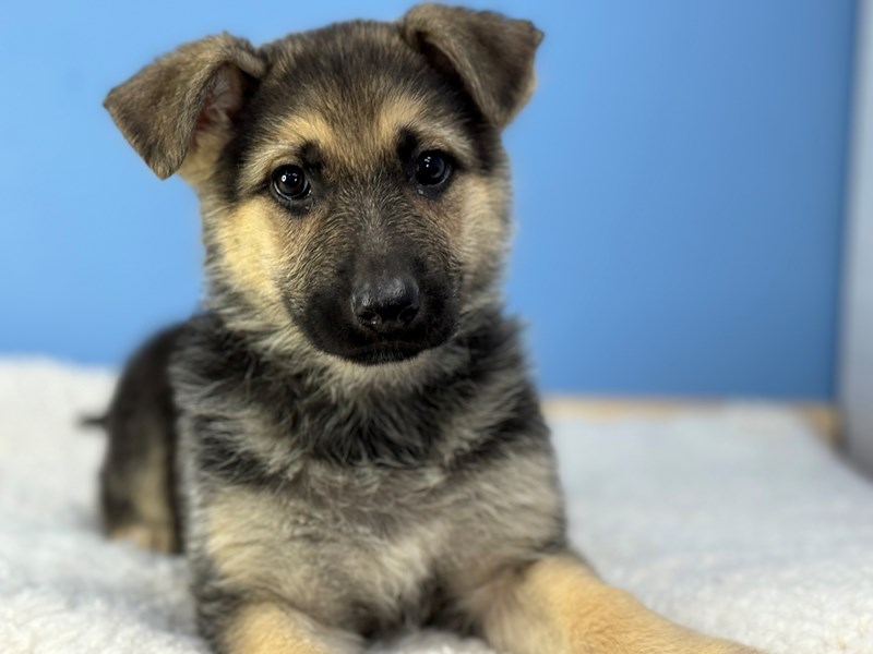 Baby german shepherd with blue best sale eyes