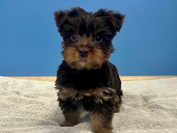 [#22235] Chocolate and Tan Female Yorkshire Terrier Puppies for Sale