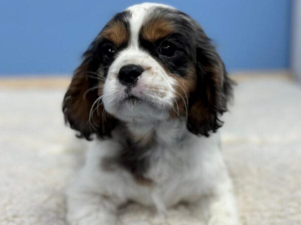 [#22241] Blue Merle Male Cavalier King Charles Spaniel Puppies for Sale