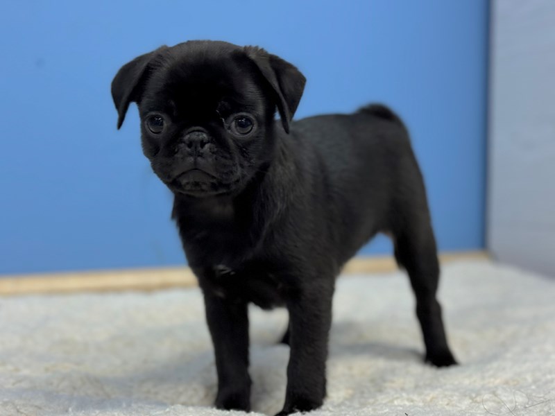 Black female pug for sales sale