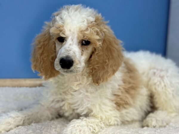 [#22250] Apricot, White Parti Male Standard Poodle Puppies for Sale