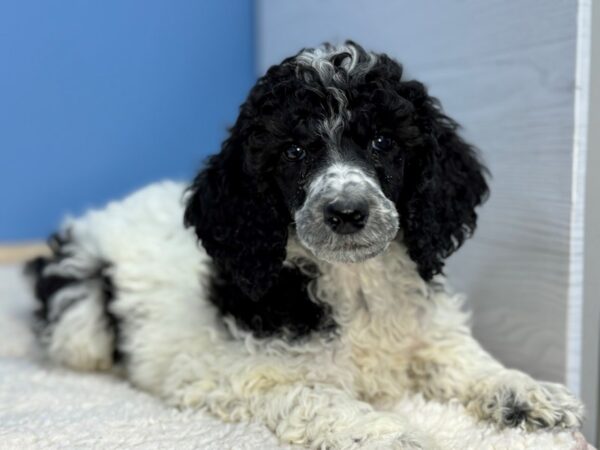 [#22251] Black & White Parti Female Standard Poodle Puppies for Sale