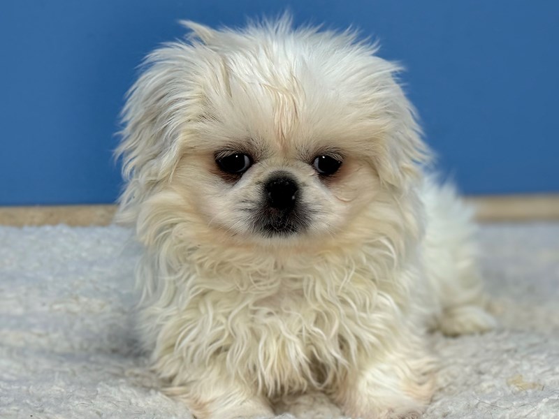 Dogs & Puppies for Sale Petland Batavia Pet Store Illinois