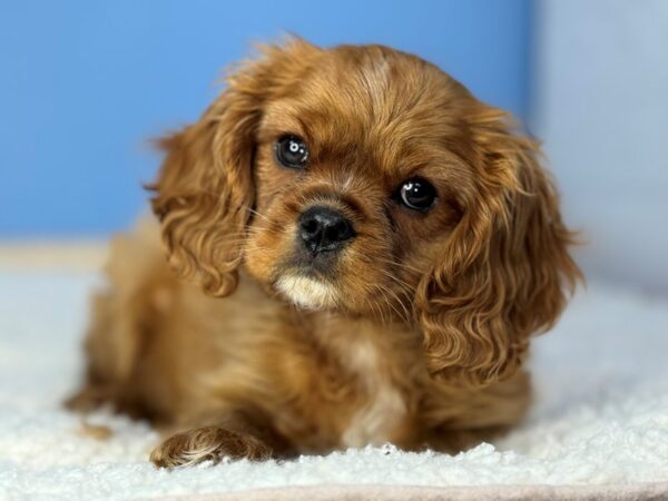 [#22267] Ruby Male Cavalier King Charles Spaniel Puppies for Sale