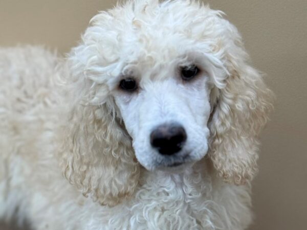 [#22238] Cream Male Standard Poodle Puppies for Sale