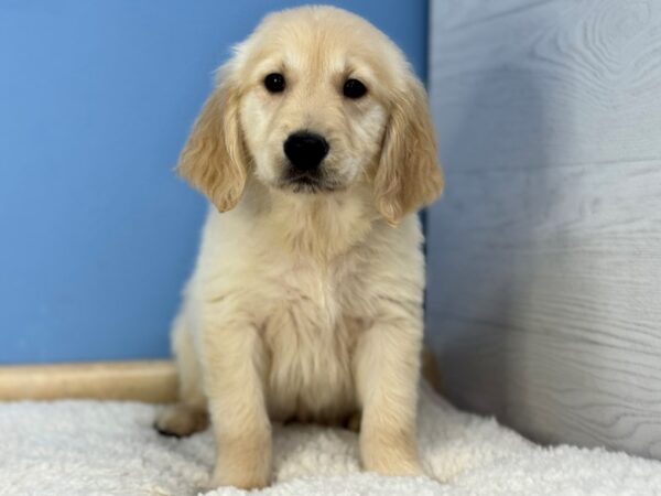 [#22280] Light Golden Male Golden Retriever Puppies for Sale