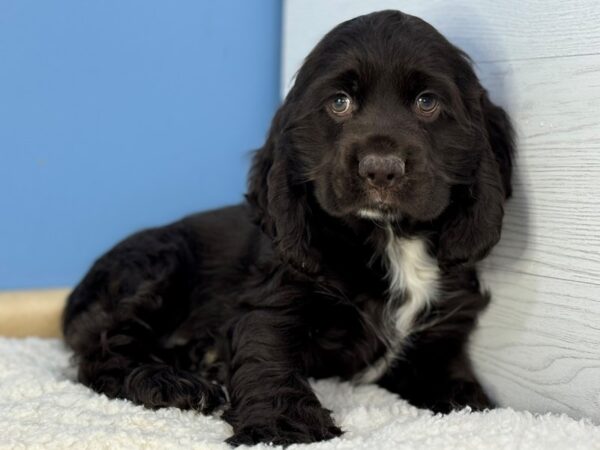 [#22284] Chocolate Male Cocker Spaniel Puppies for Sale