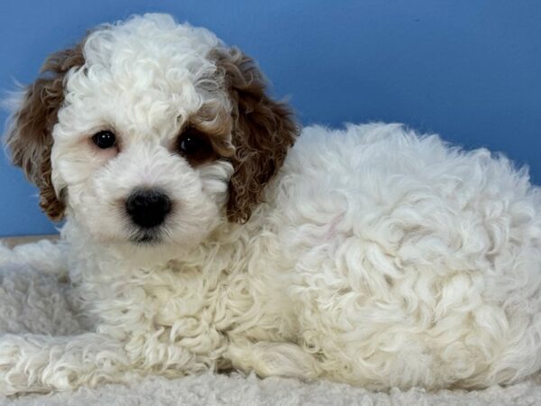 [#22273] White, Red Markings Male Goldendoodle Mini 2nd Gen Puppies for Sale