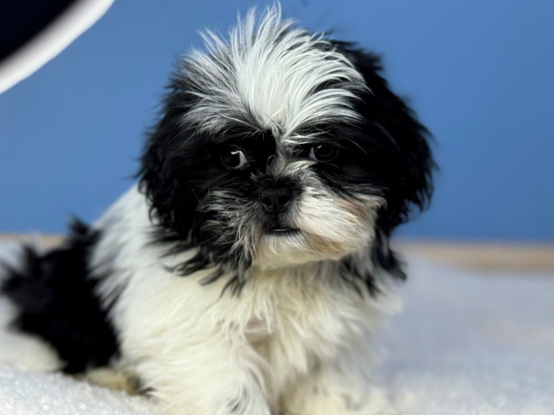 Dogs & Puppies for Sale Petland Batavia Pet Store Illinois