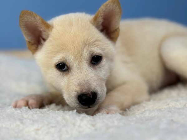 [#22290] Cream Female Shiba Inu Puppies for Sale