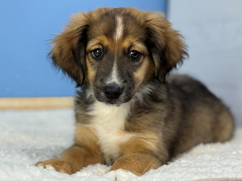 Dogs & Puppies for Sale Petland Batavia Pet Store Illinois