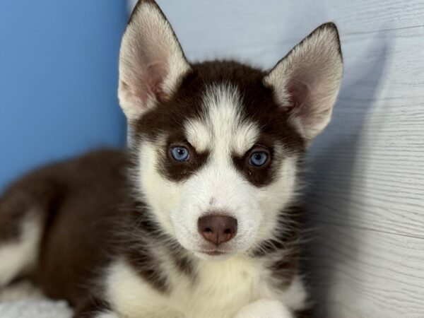 [#22298] Red and White Female Siberian Husky Puppies for Sale