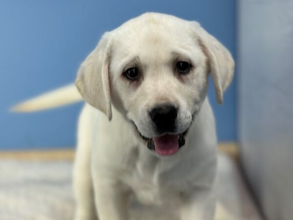 [#22295] Yellow Male Labrador Retriever Puppies for Sale