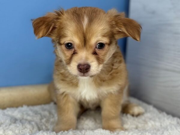 [#22300] Chocolate Sabled Fawn Male Chihuahua Puppies for Sale