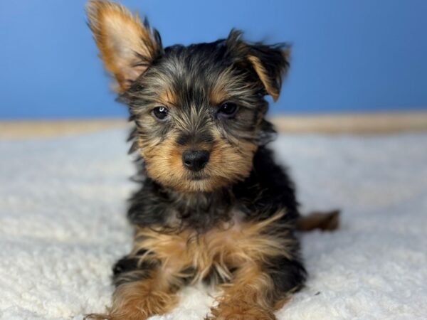 [#22305] Black and Tan Female Yorkshire Terrier Puppies for Sale