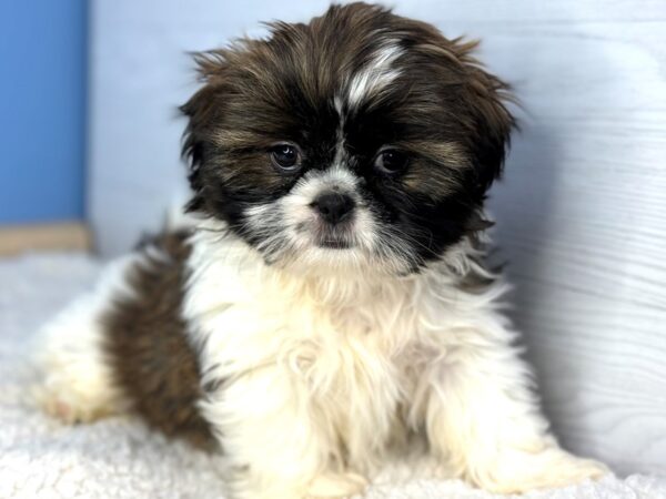 [#22303] Gold and White Female Shih Tzu Puppies for Sale