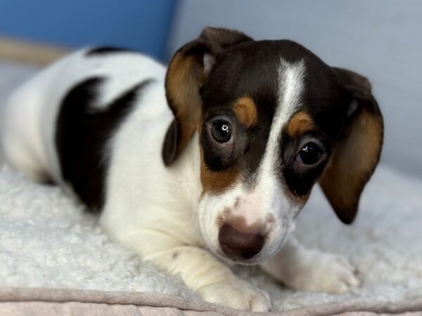 [#22301] Chocolate and Tan Piebald Female Dachshund Puppies for Sale