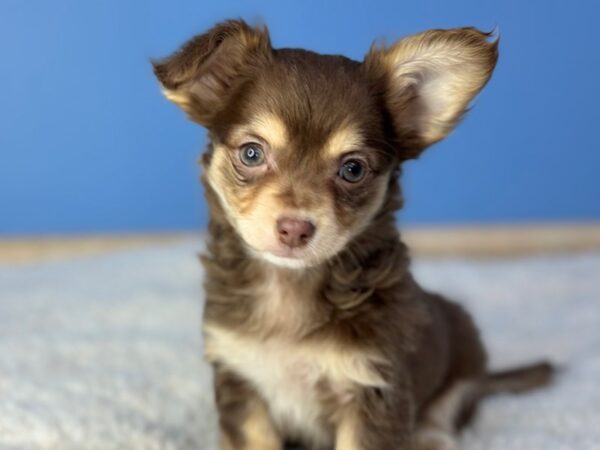[#22299] Chocolate and Tan Female Chihuahua Puppies for Sale