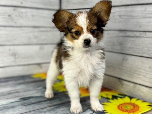 [#22321] White and Sable Male Papillon Puppies for Sale