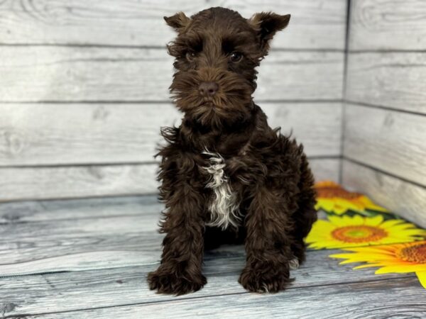 [#22320] Liver Female Miniature Schnauzer Puppies for Sale