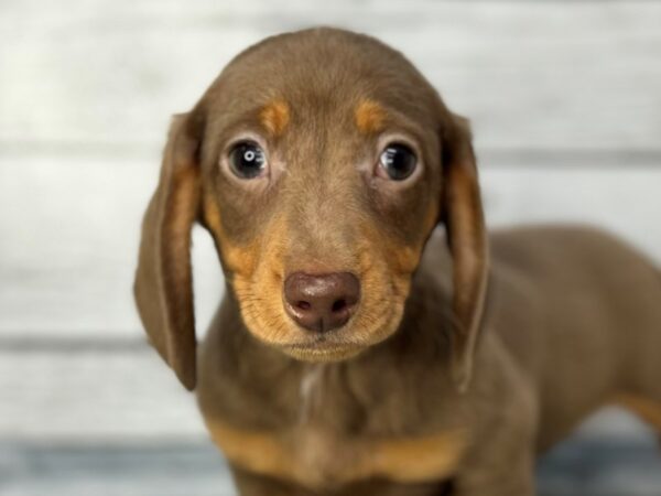 [#22316] Isabella and Tan Male Dachshund Puppies for Sale