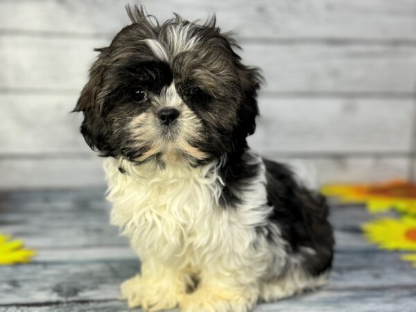 [#22313] Sable and White Female Shih Tzu Puppies for Sale