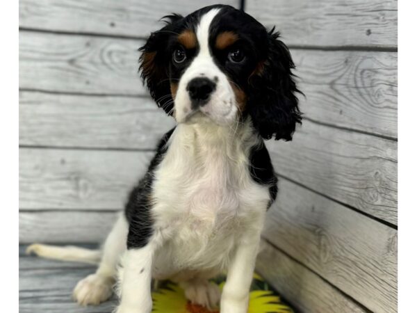 [#22319] Black and Tan Female Cavalier King Charles Spaniel Puppies for Sale