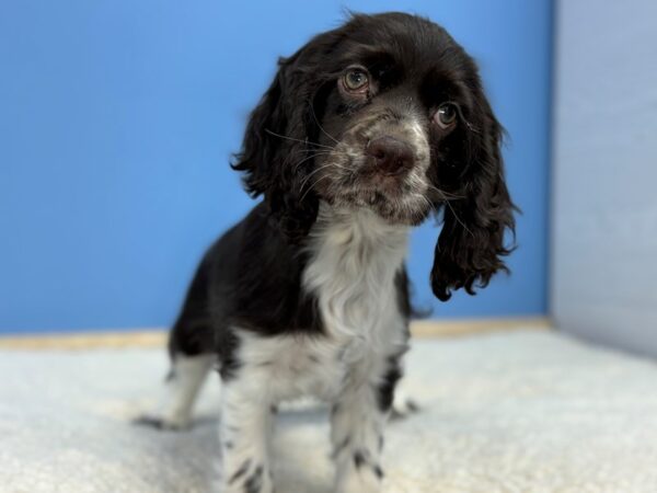 [#22255] Chocolate and White Female Cocker Spaniel Puppies for Sale