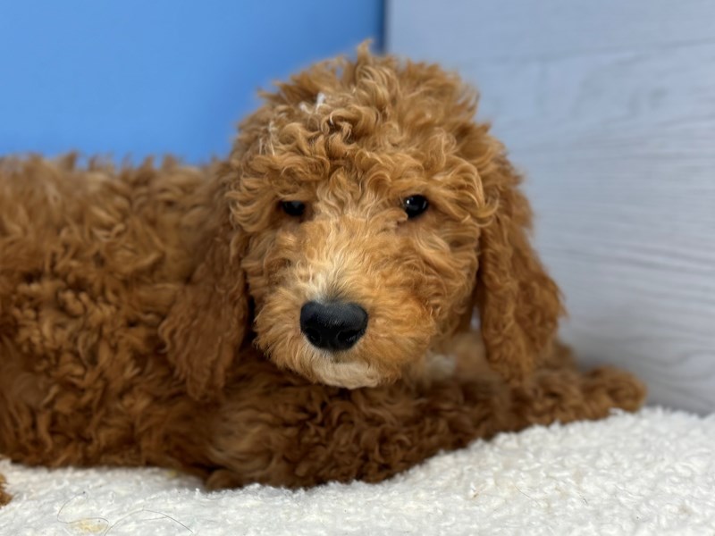 Dogs & Puppies for Sale Petland Batavia Pet Store Illinois