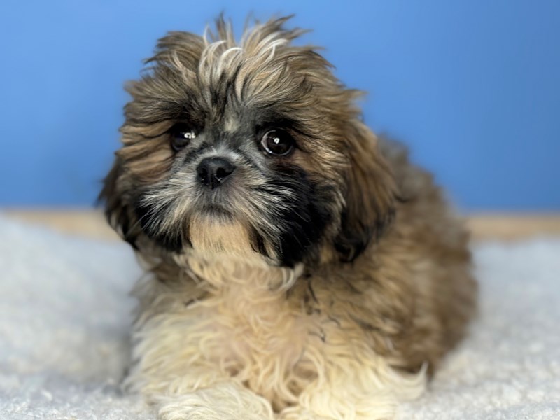 Dogs & Puppies for Sale Petland Batavia Pet Store Illinois