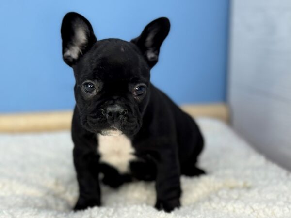 [#22275] Black Female French Bulldog Puppies for Sale