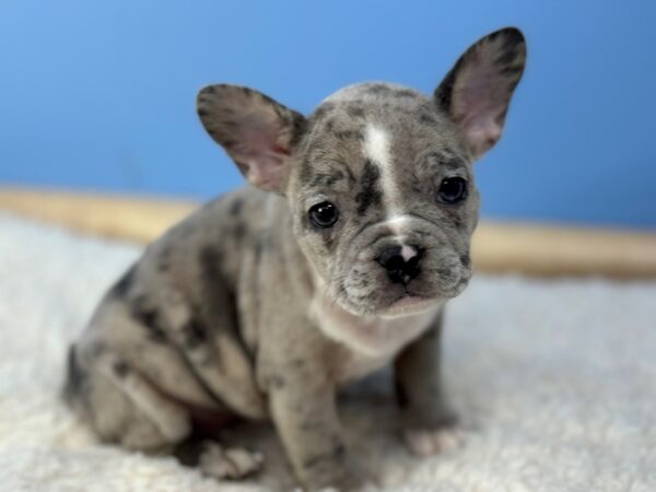 [#22276] Blue Merle Female French Bulldog Puppies for Sale