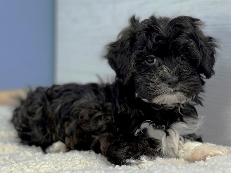 Shih poo black cheap