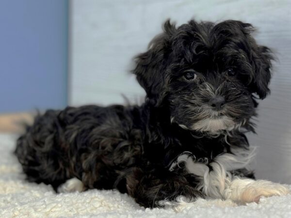 [#22277] Black, White Markings Male Shih Poo Puppies for Sale