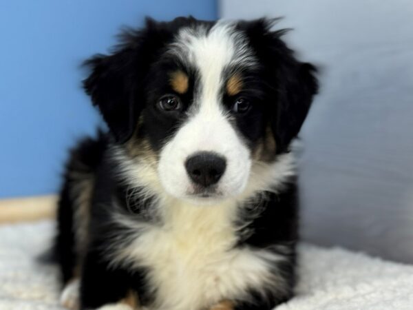 [#22286] Black White and Tan Male Australian Shepherd Puppies for Sale