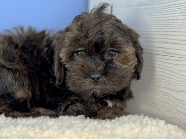 [#22278] Black Brindle Male Shih Poo Puppies for Sale
