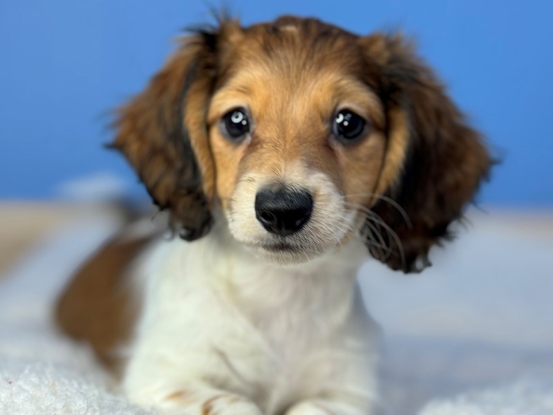 Dogs & Puppies for Sale Petland Batavia Pet Store Illinois