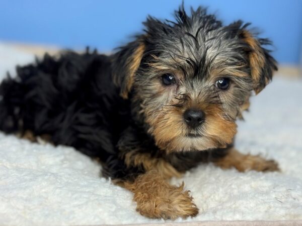 [#22304] Black and Tan Female Yorkshire Terrier Puppies for Sale