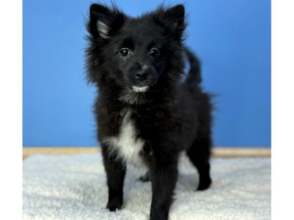 [#22231] Black Male Pomeranian Puppies for Sale