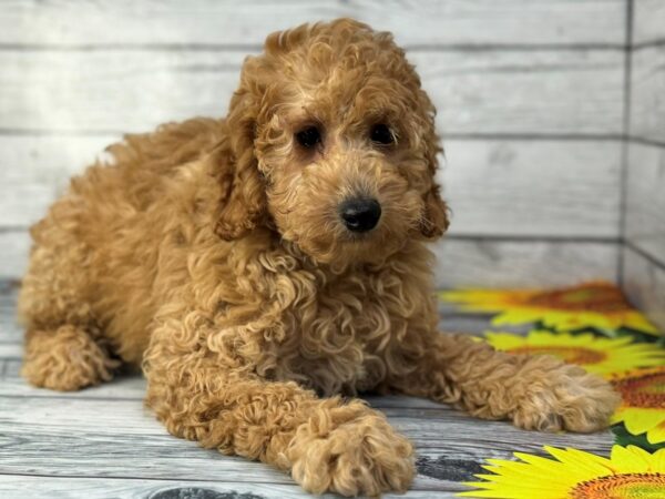 [#22307] Red Male Goldendoodle Mini 2nd Gen Puppies for Sale