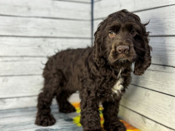 [#22309] Chocolate, White Markings Male Cocker Spaniel Puppies for Sale