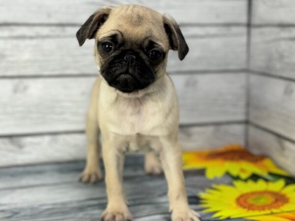 [#22323] Fawn Female Pug Puppies for Sale