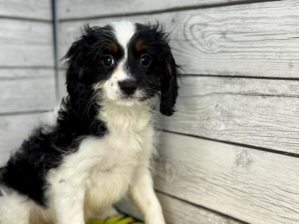[#22315] Black & White, Tan Markings Female Cavapoo Puppies for Sale